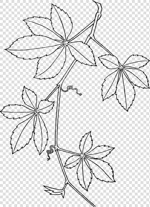 Creepers  Leaves  Vines  White  Plant  Branch  Dotted   Virginia Creeper  HD Png DownloadTransparent PNG