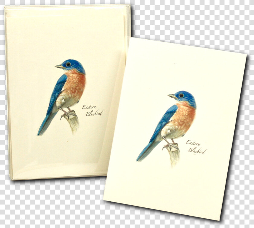 Coraciiformes  HD Png DownloadTransparent PNG