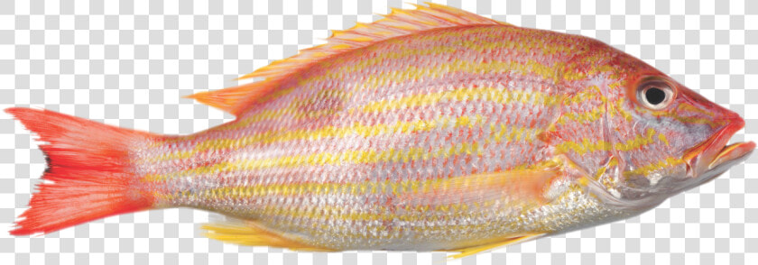 Frozen Yellow Tail Snapper  HD Png DownloadTransparent PNG