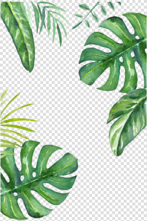 Turtle Leaf Painted Wallpaper Hand Bamboo Banana Clipart   Leaves Jungle Drawing  HD Png DownloadTransparent PNG