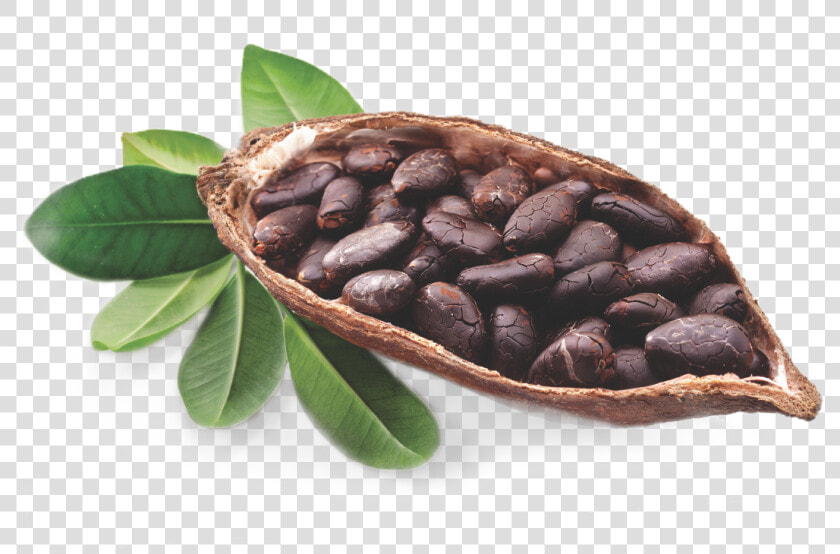 Cocoa Bean Tree   Cocoa Butter Png  Transparent PngTransparent PNG