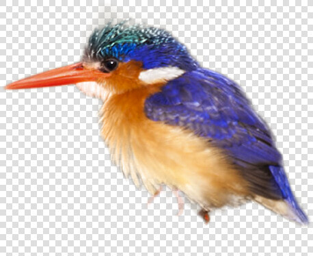 Coraciiformes  HD Png DownloadTransparent PNG