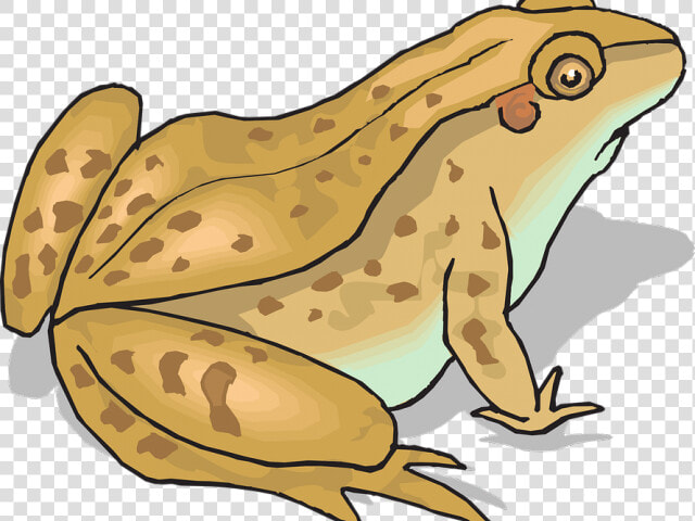 And X Carwad Net   Toad Clipart  HD Png DownloadTransparent PNG