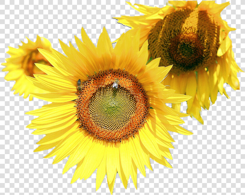 Sunflower Flower Free Png Transparent Images Free Download   Common Sunflower  Png DownloadTransparent PNG