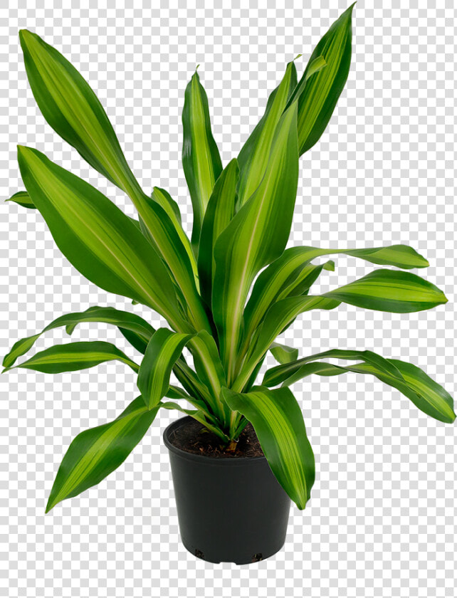 Houseplant  HD Png DownloadTransparent PNG