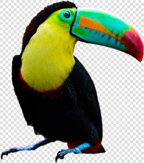 Toucan Png  Transparent PngTransparent PNG