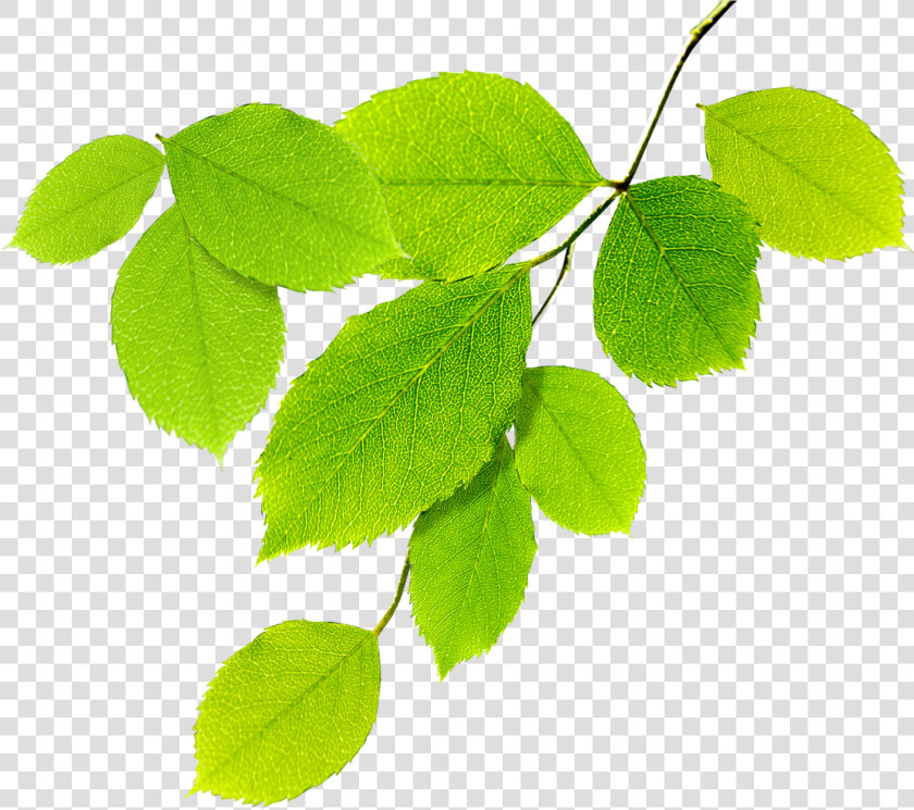 Guias De Hojas Verdes   Natural Leaves Png  Transparent PngTransparent PNG