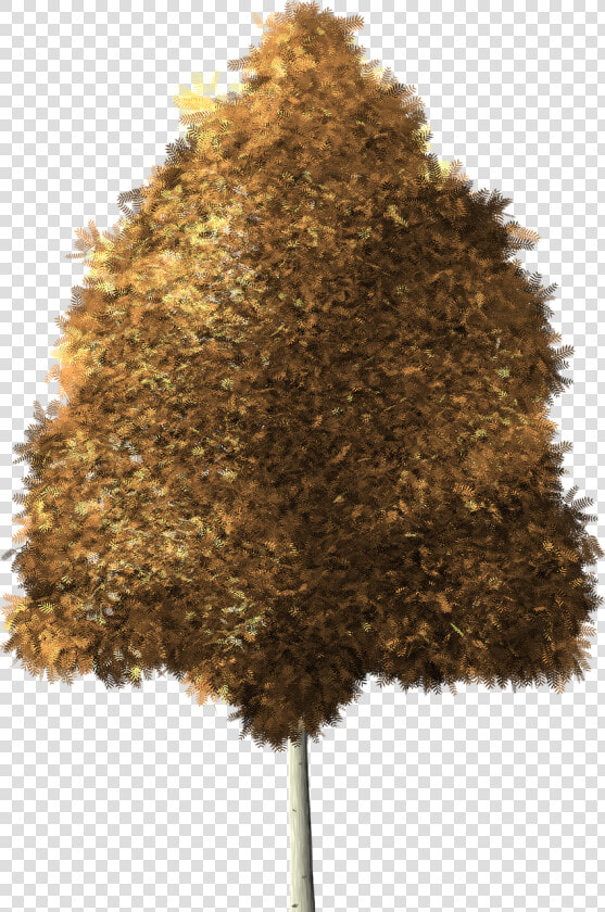 Quaking Aspen Png  Transparent PngTransparent PNG