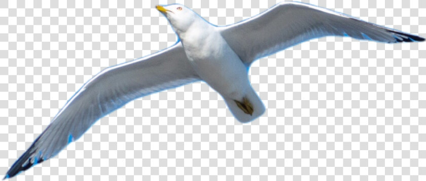 Transparent Seagull Flying Png   European Herring Gull  Png DownloadTransparent PNG