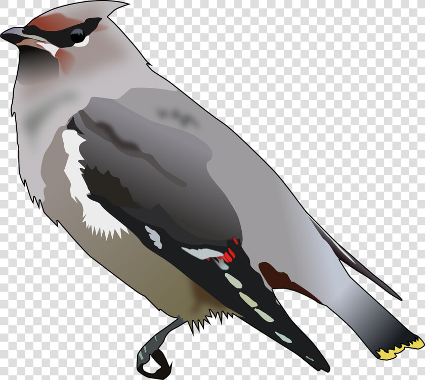 Bohemian Waxwing Svg Clip Arts  HD Png DownloadTransparent PNG