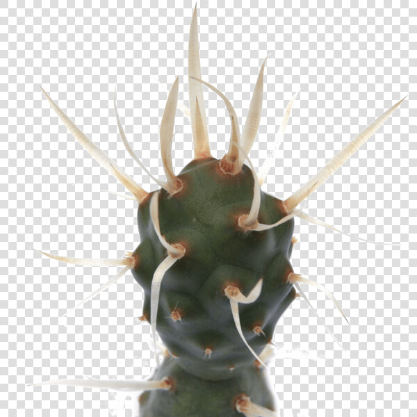 Tephrocactus Articulatus Paper Spine Cactus Class   Tephrocactus Articulatus  HD Png DownloadTransparent PNG