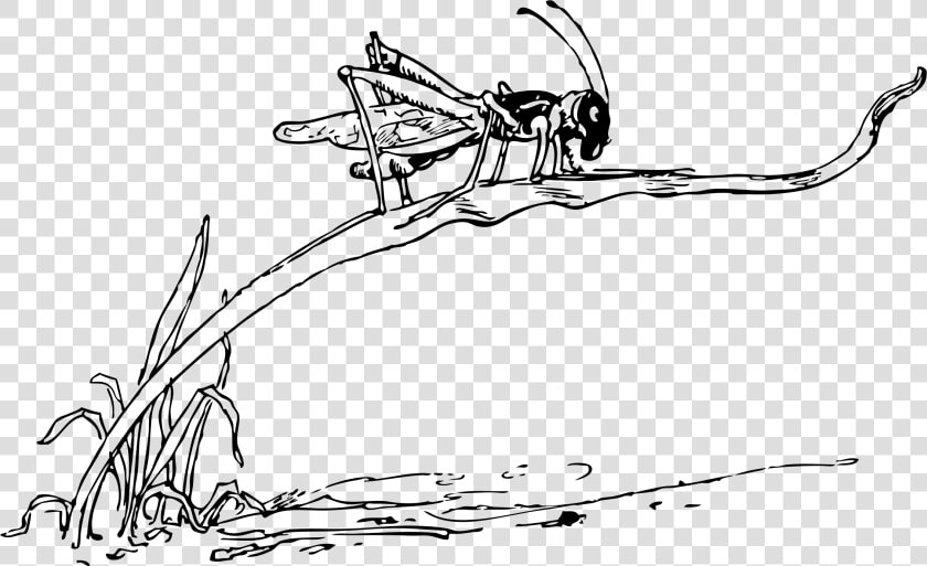 Grasshopper On Blade Of Grass Clip Arts   Drawing Of Grasshopper On Grass  HD Png DownloadTransparent PNG