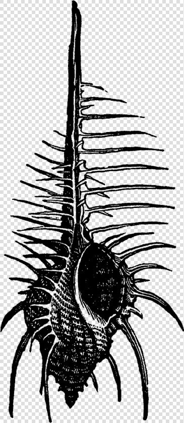 Centipede  HD Png DownloadTransparent PNG