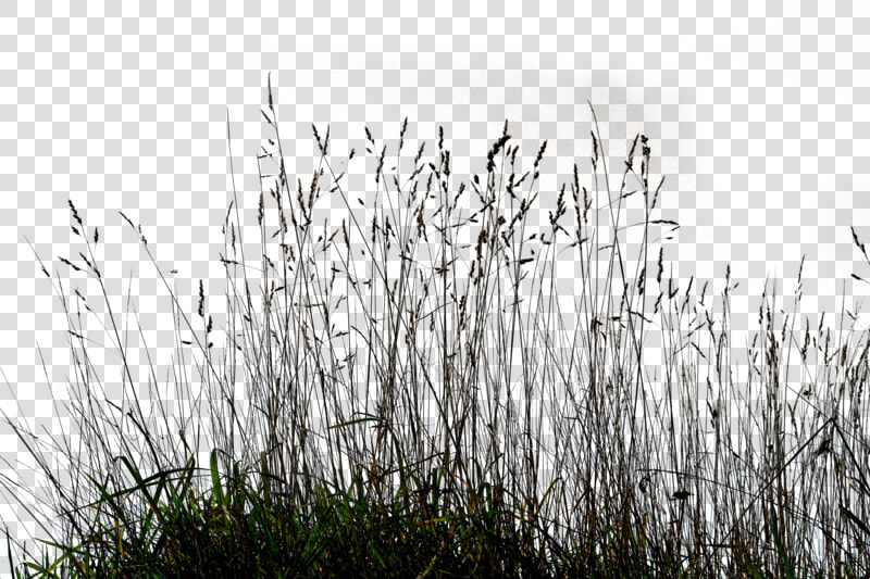 Gallery Tall Grass Png   Transparent Long Grass Png  Png DownloadTransparent PNG
