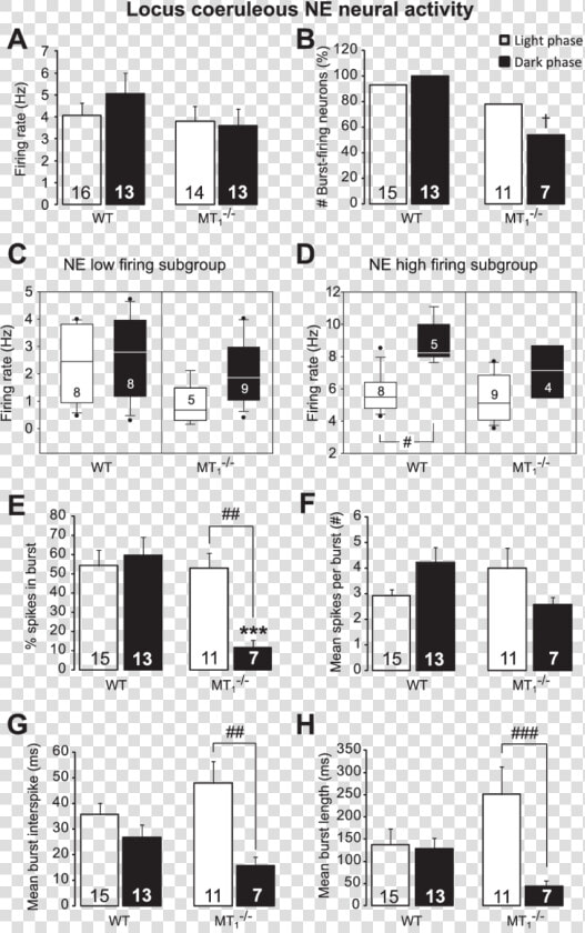 Glut 4 Adipose Tissue High Fat Diet  HD Png DownloadTransparent PNG