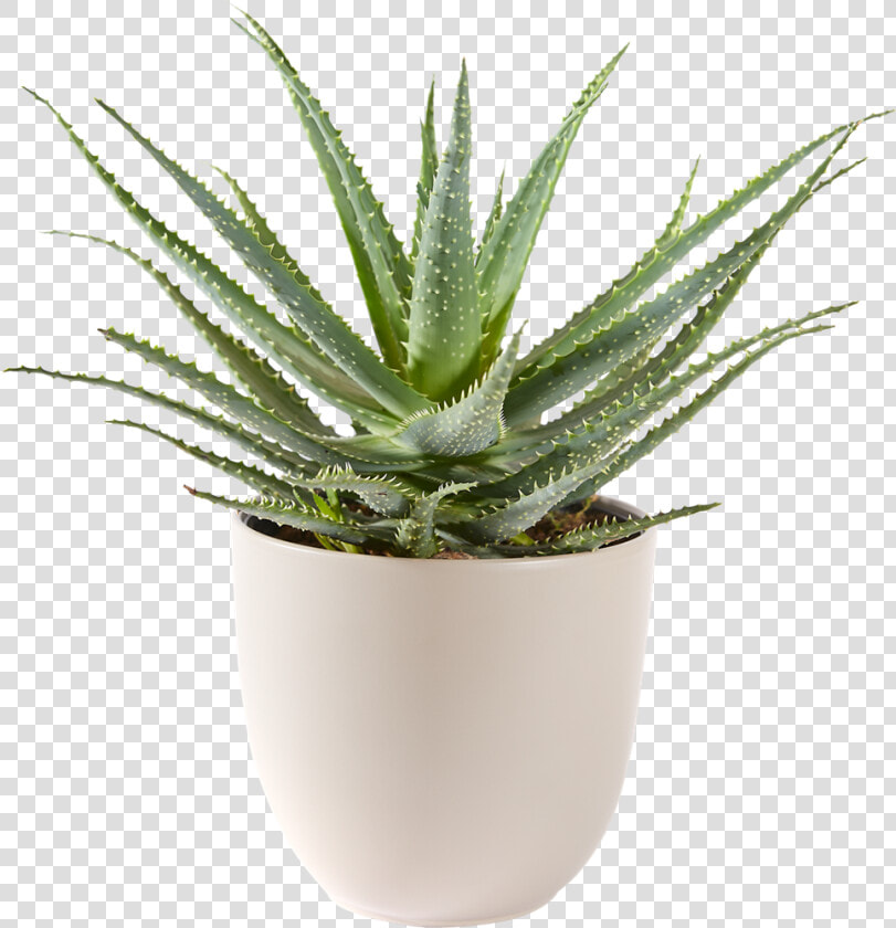 Aloe Vera Bont Plant  HD Png DownloadTransparent PNG
