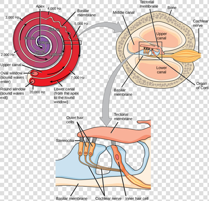 Image   Hearing Transduction  HD Png DownloadTransparent PNG