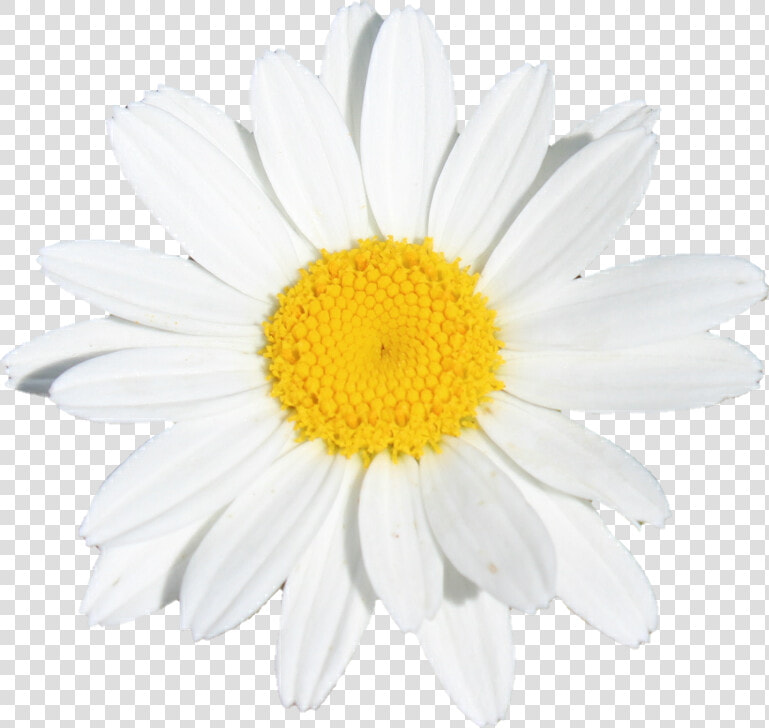 Flower Flowers White Yellow Daisy   Oxeye Daisy  HD Png DownloadTransparent PNG