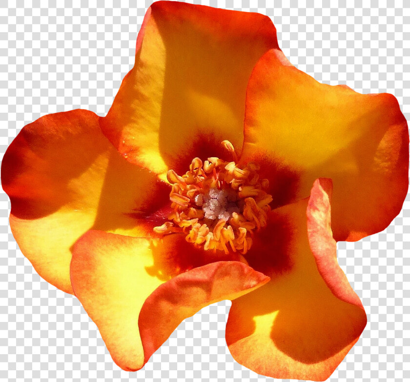 Yellow Rose Flower Top View Png Image   Rose  Transparent PngTransparent PNG