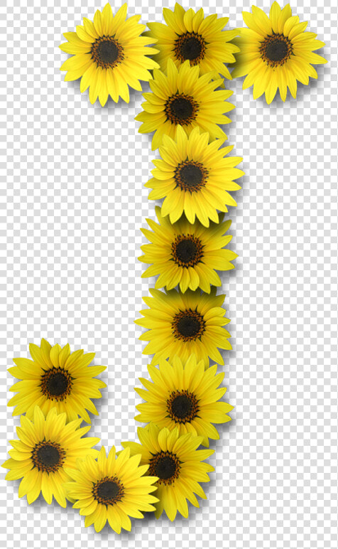 Sunflower Letter J  HD Png DownloadTransparent PNG