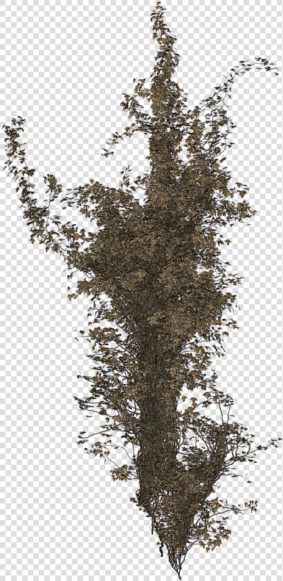 Isolated Tree Ivy Tree   Portable Network Graphics  HD Png DownloadTransparent PNG