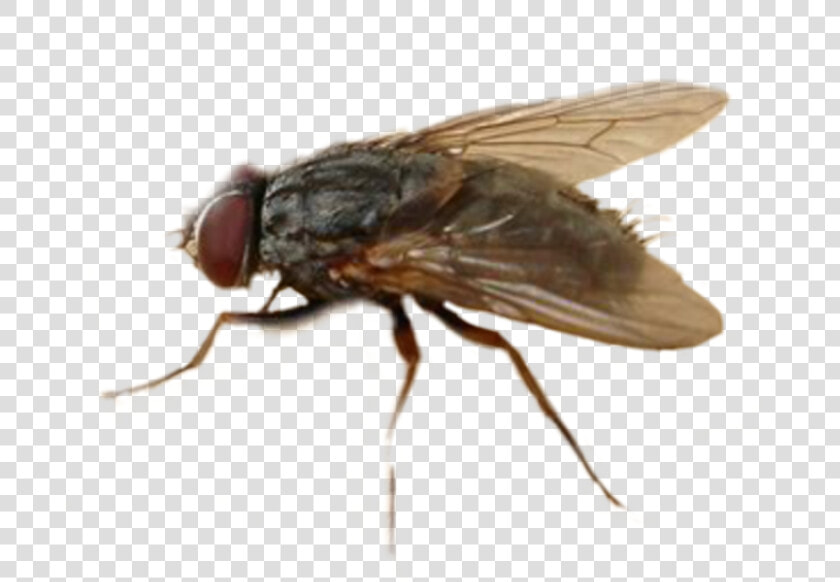 Mosca Freetoedit   House Fly  HD Png DownloadTransparent PNG