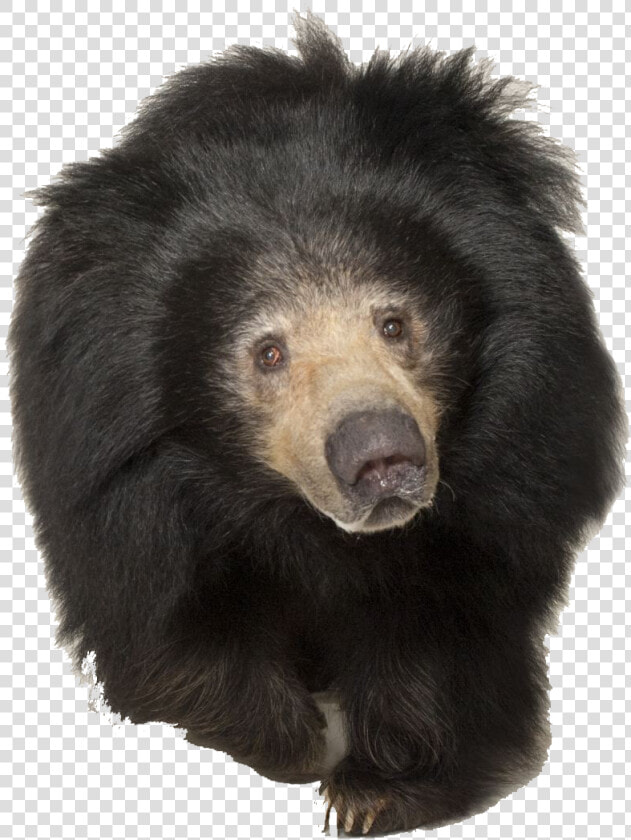 Sloth Bear Png Transparent Image   Tired Sloth Bear  Png DownloadTransparent PNG