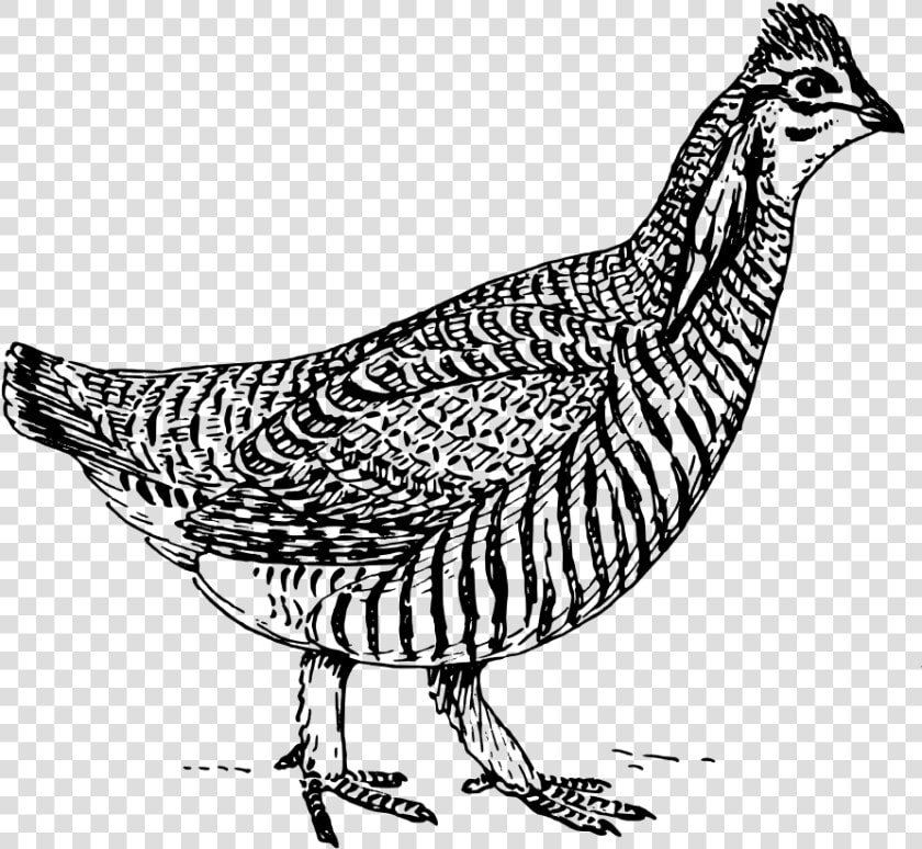 Prairie Chicken Svg Clip Arts   Easy Prairie Chicken Drawing  HD Png DownloadTransparent PNG