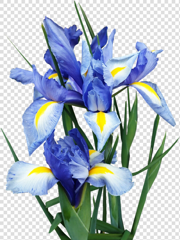 Iris  Dutch  Blue  Flowers  Bulbs  Cut Out  Isolated   Algerian Iris  HD Png DownloadTransparent PNG
