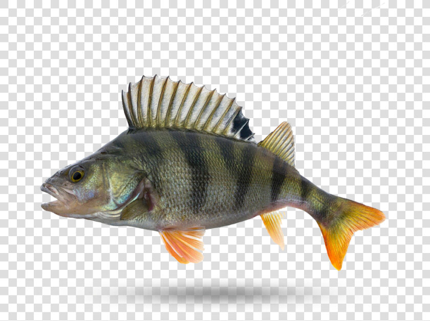 Ocean Perch   Perch  HD Png DownloadTransparent PNG