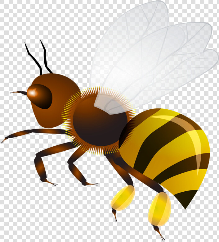 Оса Клипарт  HD Png DownloadTransparent PNG