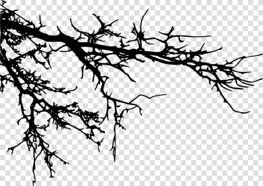 Transparent Tree Branch Clipart Black And White   Tree Branches Silhouette Png  Png DownloadTransparent PNG