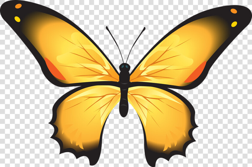 Gambar Kupu Kupu Warna  HD Png DownloadTransparent PNG