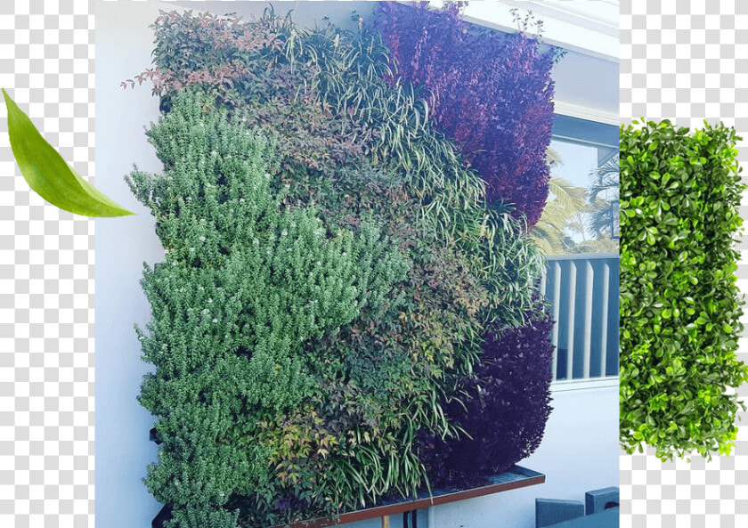 Palmyra Vertical Garden   Fir  HD Png DownloadTransparent PNG