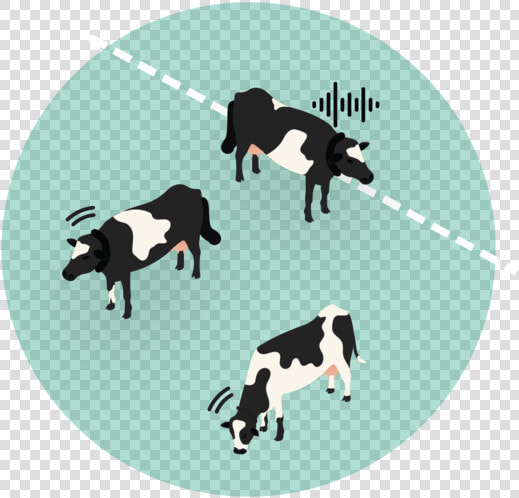 Cows In Zone 01   Boston Terrier  HD Png DownloadTransparent PNG