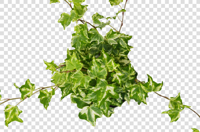 English Ivy Kolibre   English Ivy Transparent  HD Png DownloadTransparent PNG