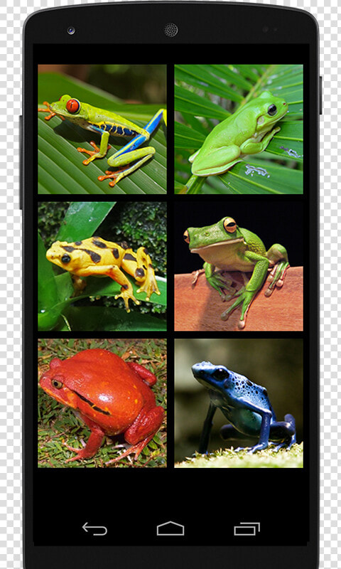 Phyllobates  HD Png DownloadTransparent PNG