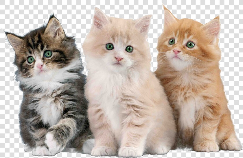 Imágenes De Gatos Png  Transparent PngTransparent PNG