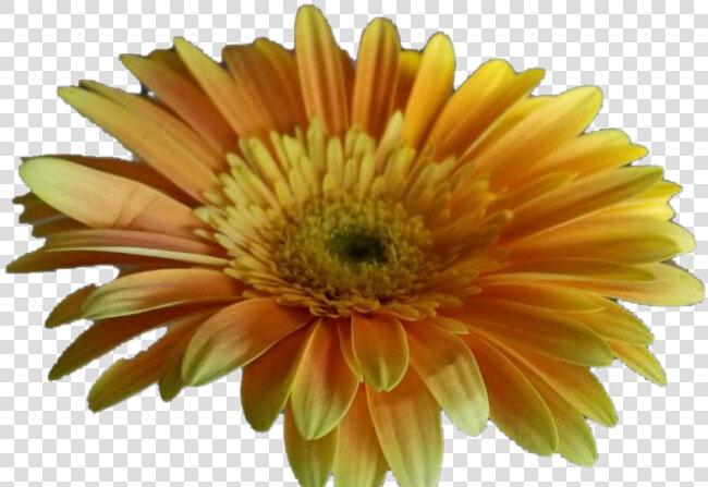 Barberton Daisy  HD Png DownloadTransparent PNG