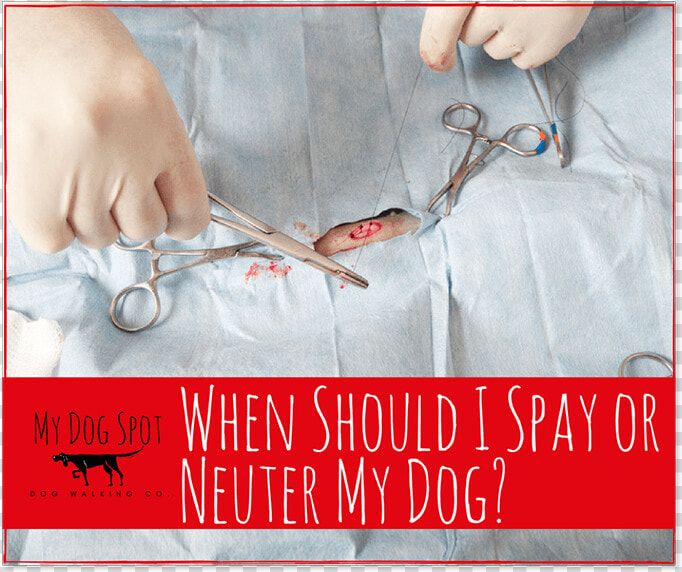 When Should I Spay Or Neuter My Dog   Wire  HD Png DownloadTransparent PNG