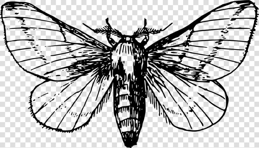 Maple Moth   Moth Clipart Black And White  HD Png DownloadTransparent PNG