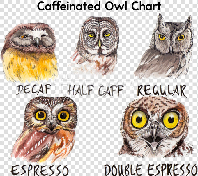 Caffeine Owl   Owl Coffee  HD Png DownloadTransparent PNG