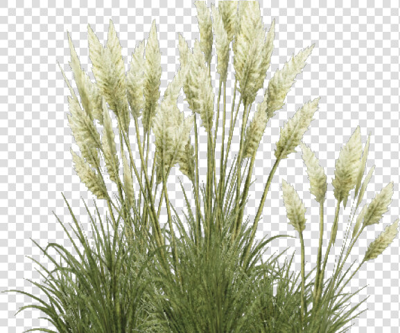 Shrub Clipart Overgrown Grass   Transparent Pampas Grass Png  Png DownloadTransparent PNG
