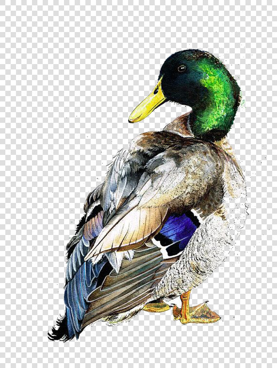 American Pekin Duck Mallard Bird Watercolor Painting   Watercolor Duck  HD Png DownloadTransparent PNG