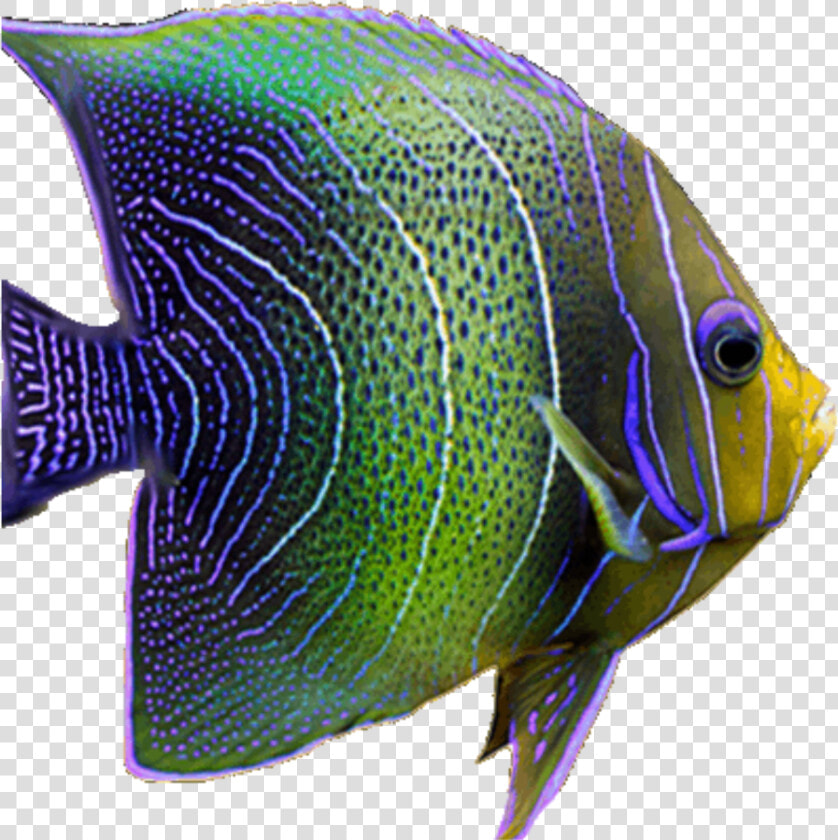 Fish Neon Tropical Sea Fishes Freetoedit   Coral Reef Fish  HD Png DownloadTransparent PNG