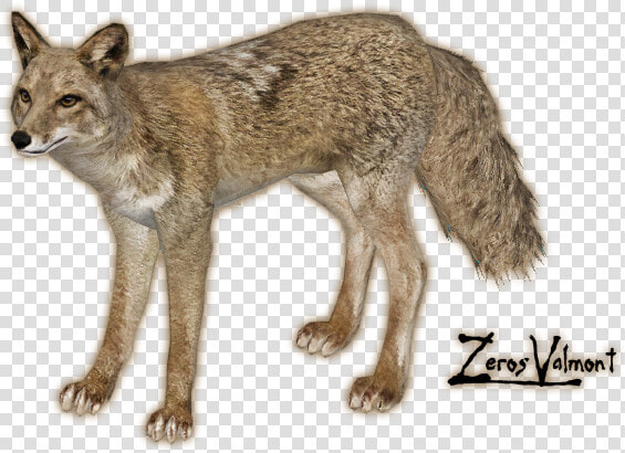 Jackal  Coyote Png  Transparent PngTransparent PNG
