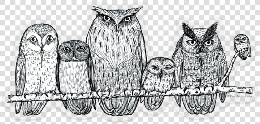 Owls On Branch Sticker Outline  HD Png DownloadTransparent PNG