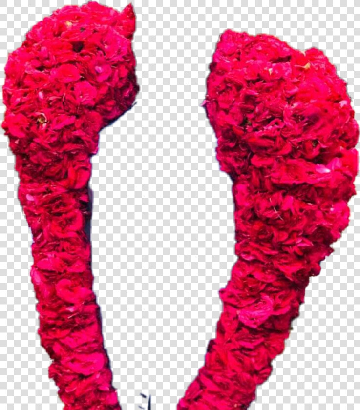  roja Malai Png   Rose  Transparent PngTransparent PNG