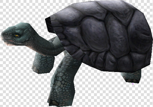 Download Zip Archive   Galápagos Tortoise  HD Png DownloadTransparent PNG