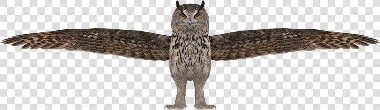 Owl   Great Horned Owl  HD Png DownloadTransparent PNG